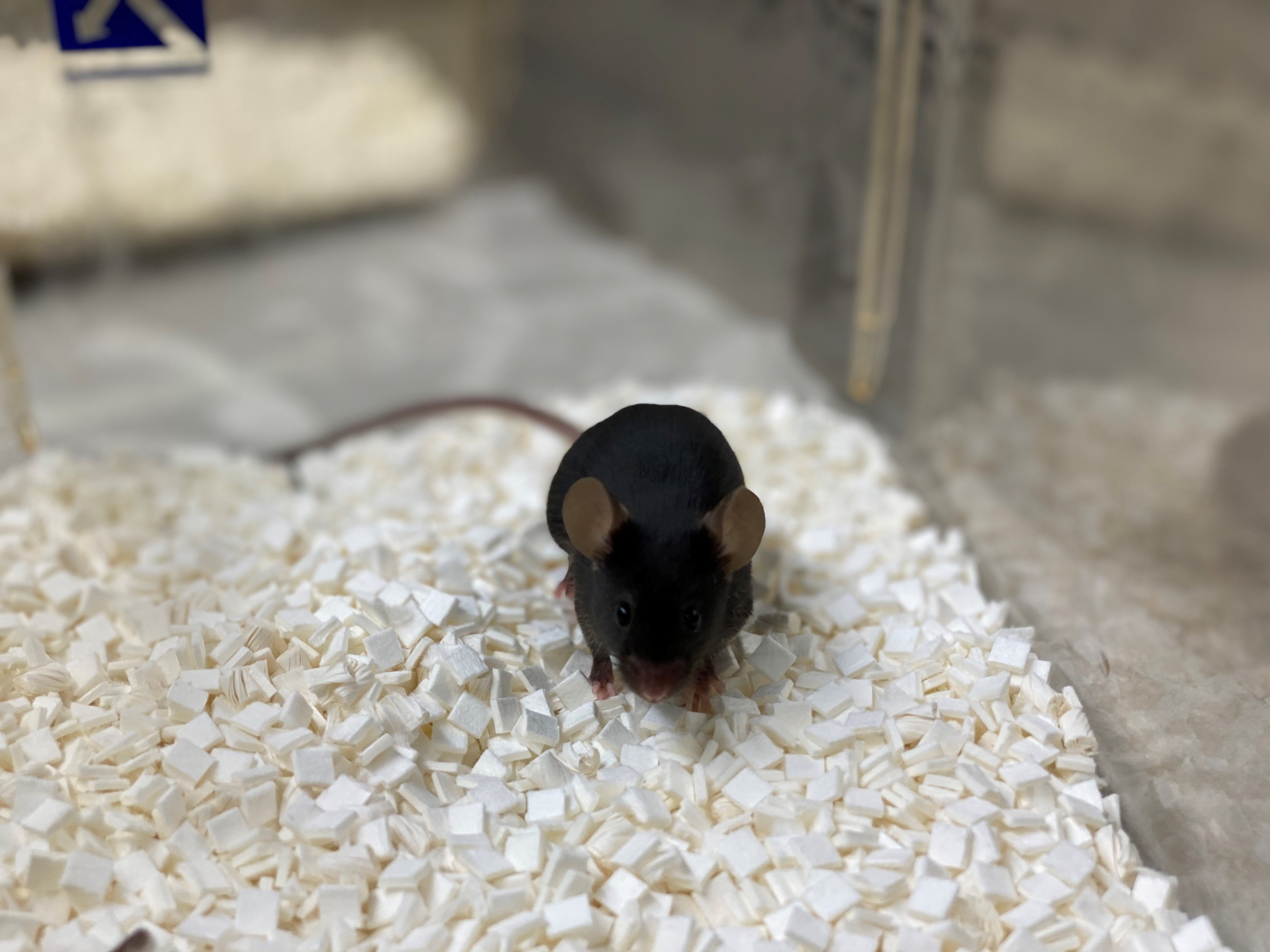 Mice 1